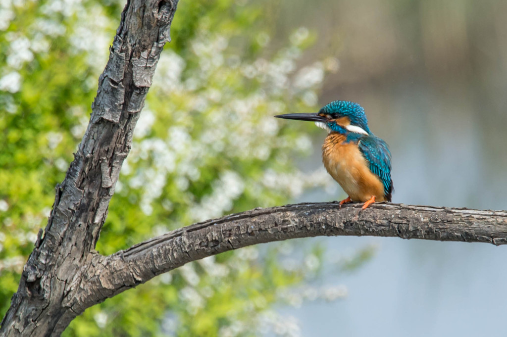 カワセミ　ポートレート