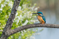 カワセミ　ポートレート