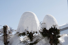ホワイトチョコのきのこの山