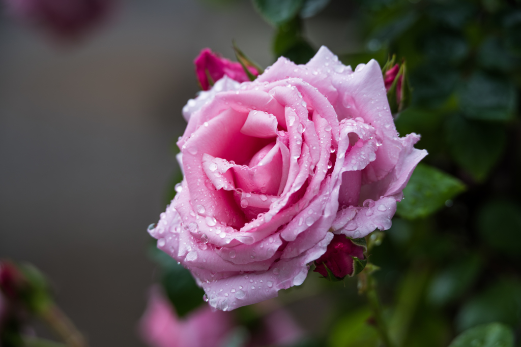 世界平和の願い