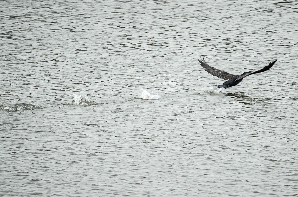 野鳥公園にて　15