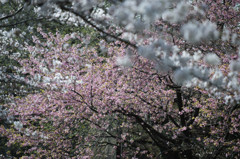 桜の共演