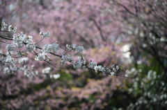 桜の共演