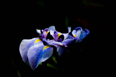 小田原城あじさい花菖蒲まつり1