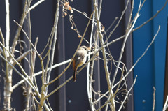 おじさまのターゲット