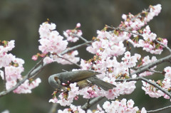桜とヒヨドリ 1