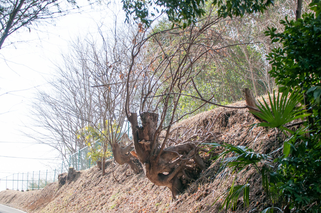 伐られてもなお！