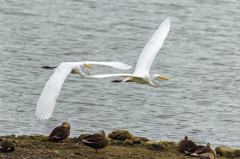 野鳥公園にて　24