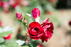 オーバーナイトセンセーション