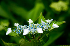 小田原城あじさい花菖蒲まつり4