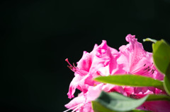 バラ園のツツジ