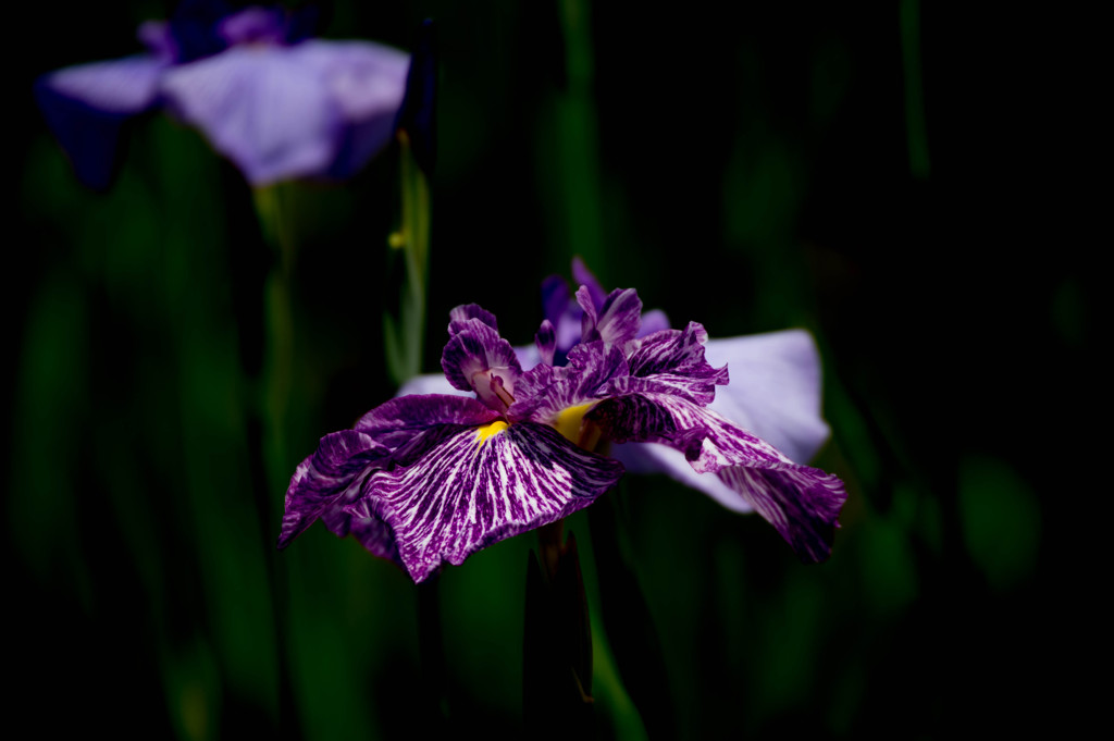 小田原城あじさい花菖蒲まつり3