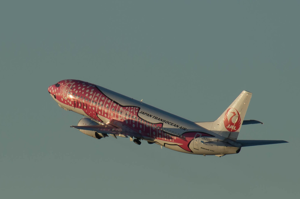 さくらジンベイ・・・3