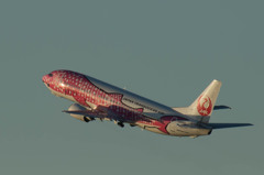 さくらジンベイ・・・3