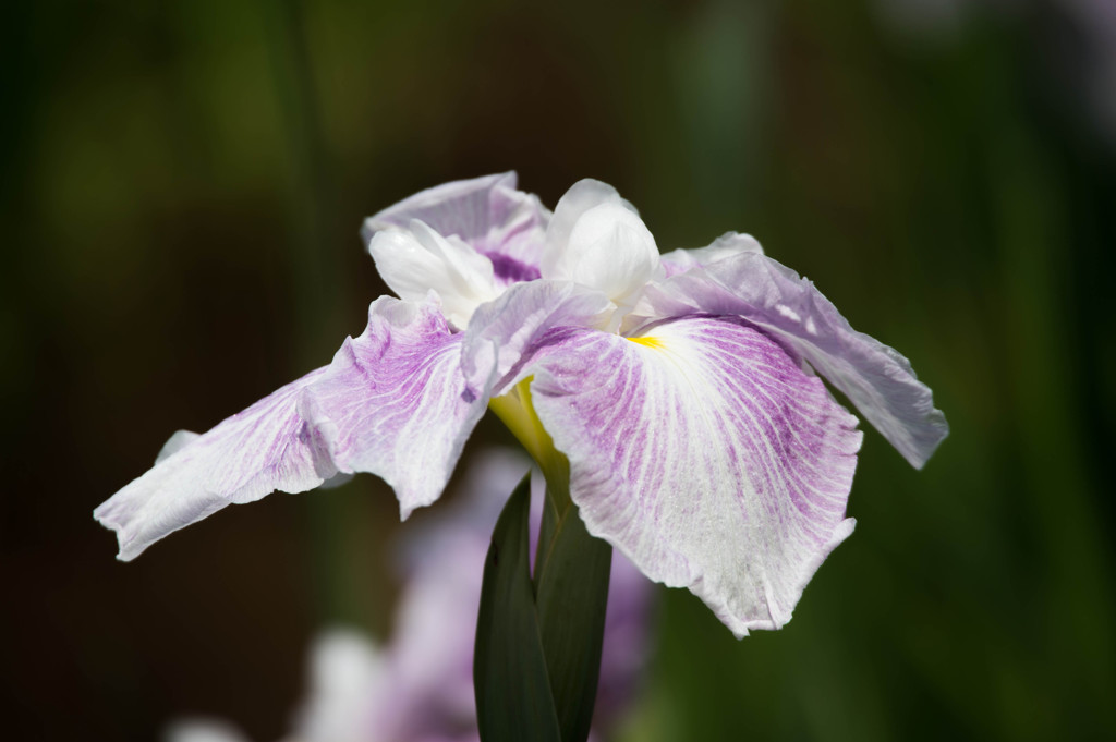 小田原城あじさい花菖蒲まつり2