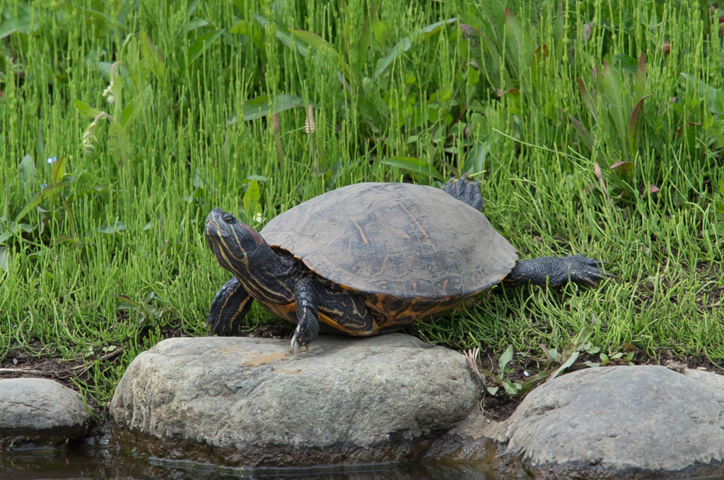 うーん、いい朝だ・・・もう一回寝よっ