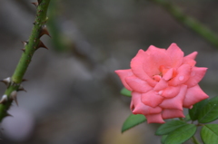 ピンクの薔薇 ピンクの薔薇