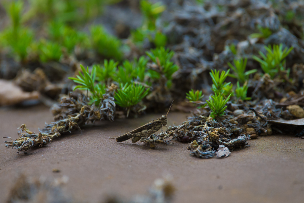 不図、足元をみると・・・