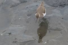 野鳥公園にて　5