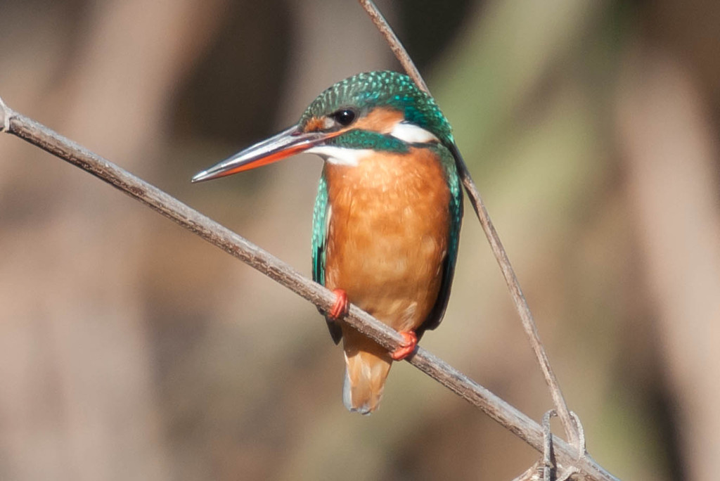 カワセミの女の子