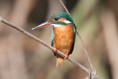 カワセミの女の子