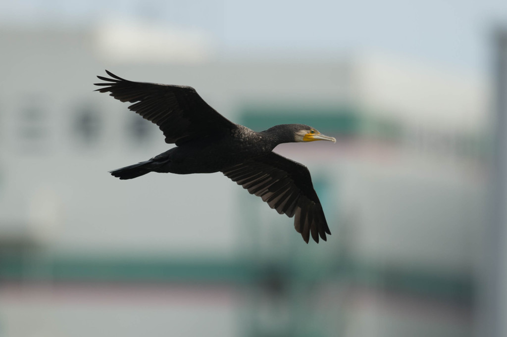 野鳥公園にて　4