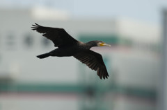 野鳥公園にて　4