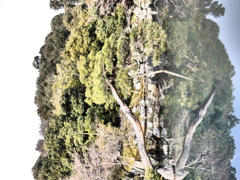 天龍寺２