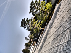 天龍寺１