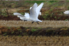 田んぼダッシュ