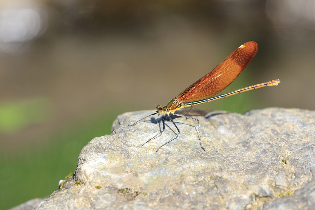 ♀の美