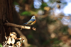 まち待ち鳥・青い鳥