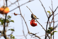 柿の実食堂