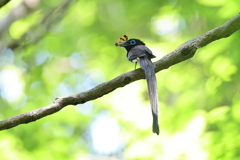 人気の鳥さん