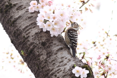 コゲラ君　・　（花より団子）