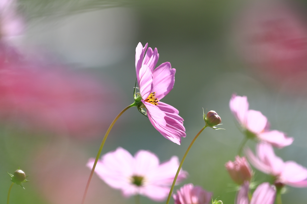 秋桜吹かれて