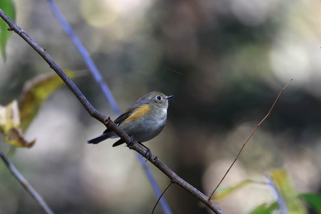身近な冬鳥さん