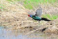 小春日和の飛翔