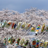 満開に泳ぐ