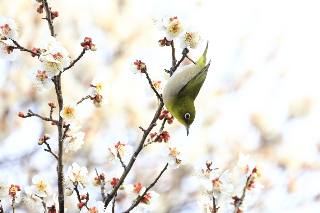 春をみつけて　2