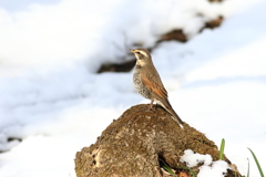 時期の身近な鳥さん