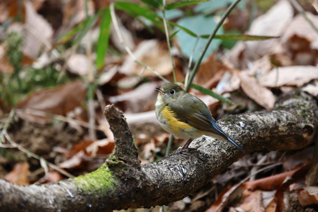 威嚇の鳴き