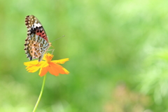 次はどの花へ