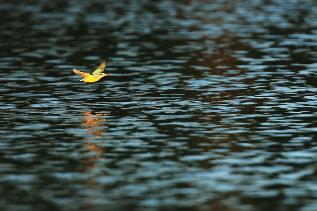 写し収めに燃える
