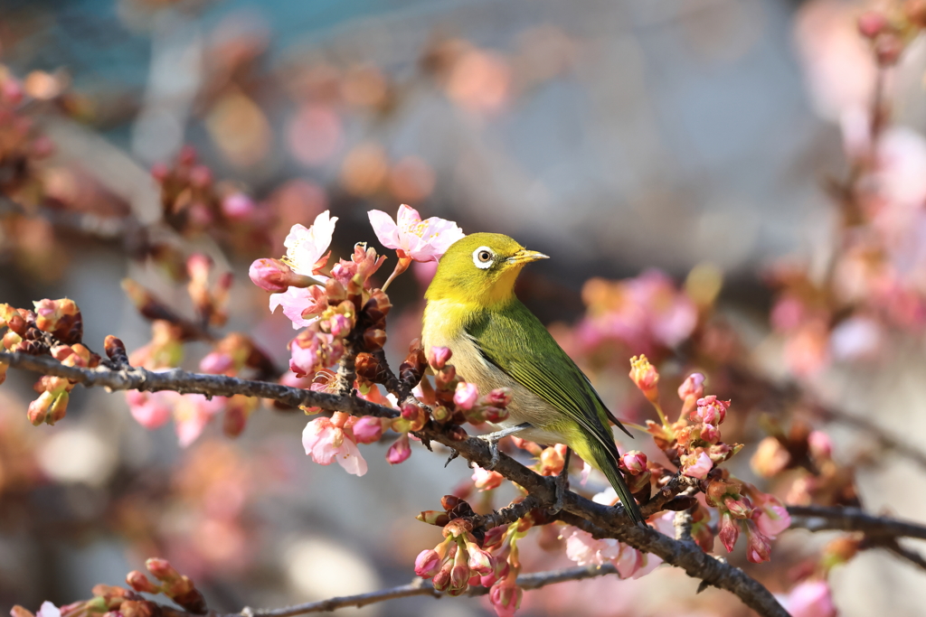 河津桜とメジロ