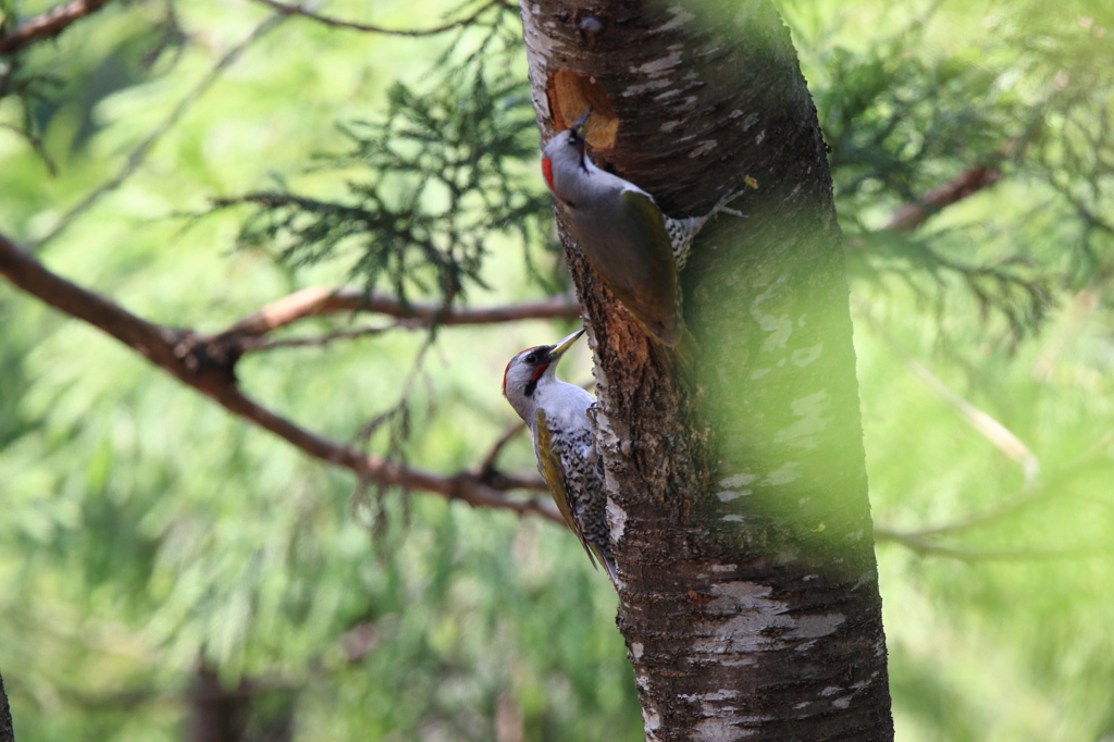故郷の探鳥から　・　アオゲラ