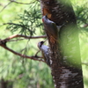 故郷の探鳥から　・　アオゲラ