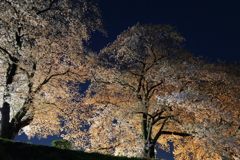 土手の夜桜写し
