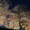 土手の夜桜写し