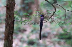 ♂の象徴